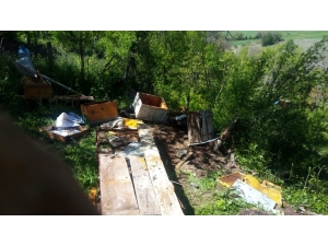 Aç Kalan Ayı Arı Kovanlarına Saldırdı