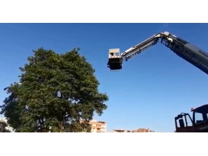 Yuvasından Düşen Yavru Kuşun Yardımına İtfaiye Yetişti