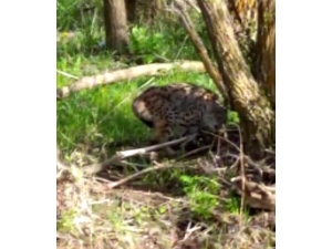 Vahşi Vaşağı ‘Pisi Pisi’ Diye Çağırdı