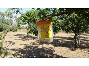 İncirde Ekşilik Böceği Tuzakları Dağıtıldı