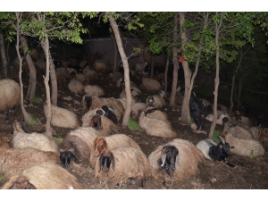 Şırnak’ta Besiciler, Koyunlarını Kurtlardan Korumak İçin Gece Nöbet Tutuyor Gündüz İse Uyuyor