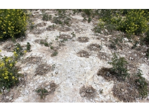 Martı Adası Kuluçka Dönemine Girdi