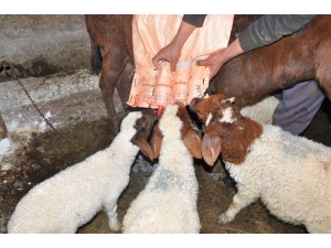 Annesiz Kuzular Eşek Sırtından Besleniyor