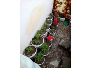 Evinin Balkonunda Hint Keneviri Yetiştiren Şüpheli Tutuklandı