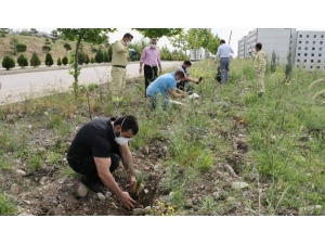 Karantinadan Ayrılırken Hatıra Olarak 292 Fidanı Toprakla Buluşturdular