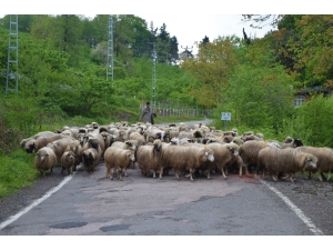 Ordu’da Yaylalara Göç Sürüyor
