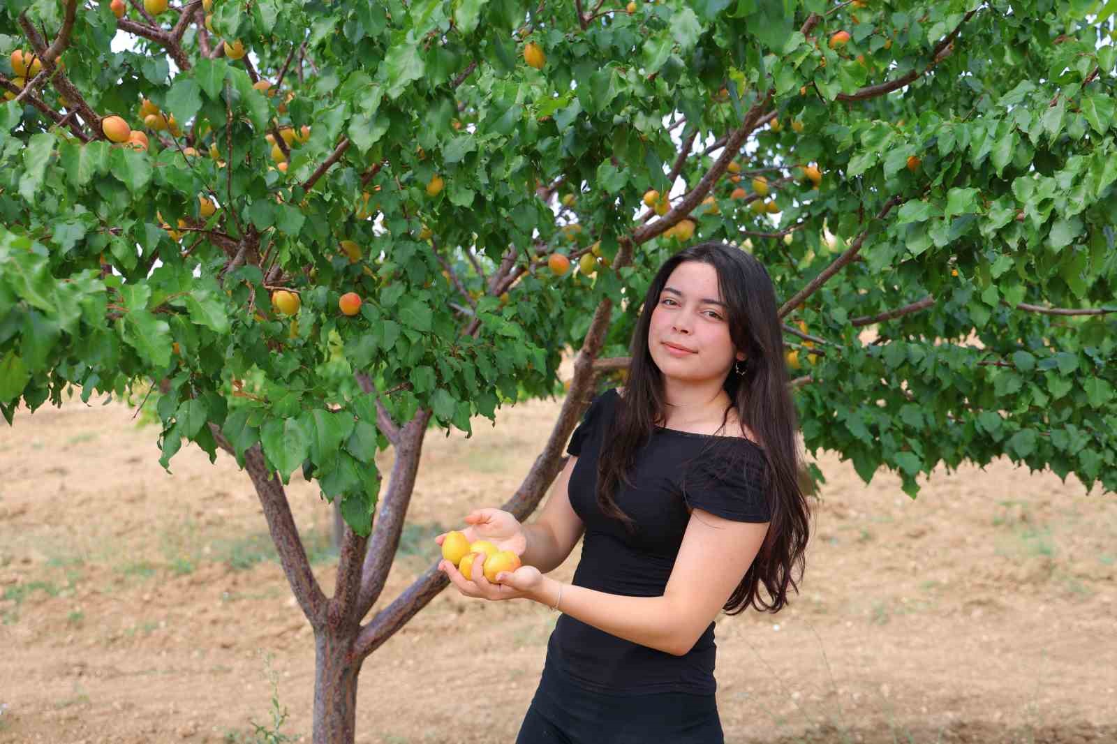 susuz-bolgede-500-kayisi-agaci-yetistirip-4-ton-verim-aldi-proje-turkiye-birinciligi-getirdi