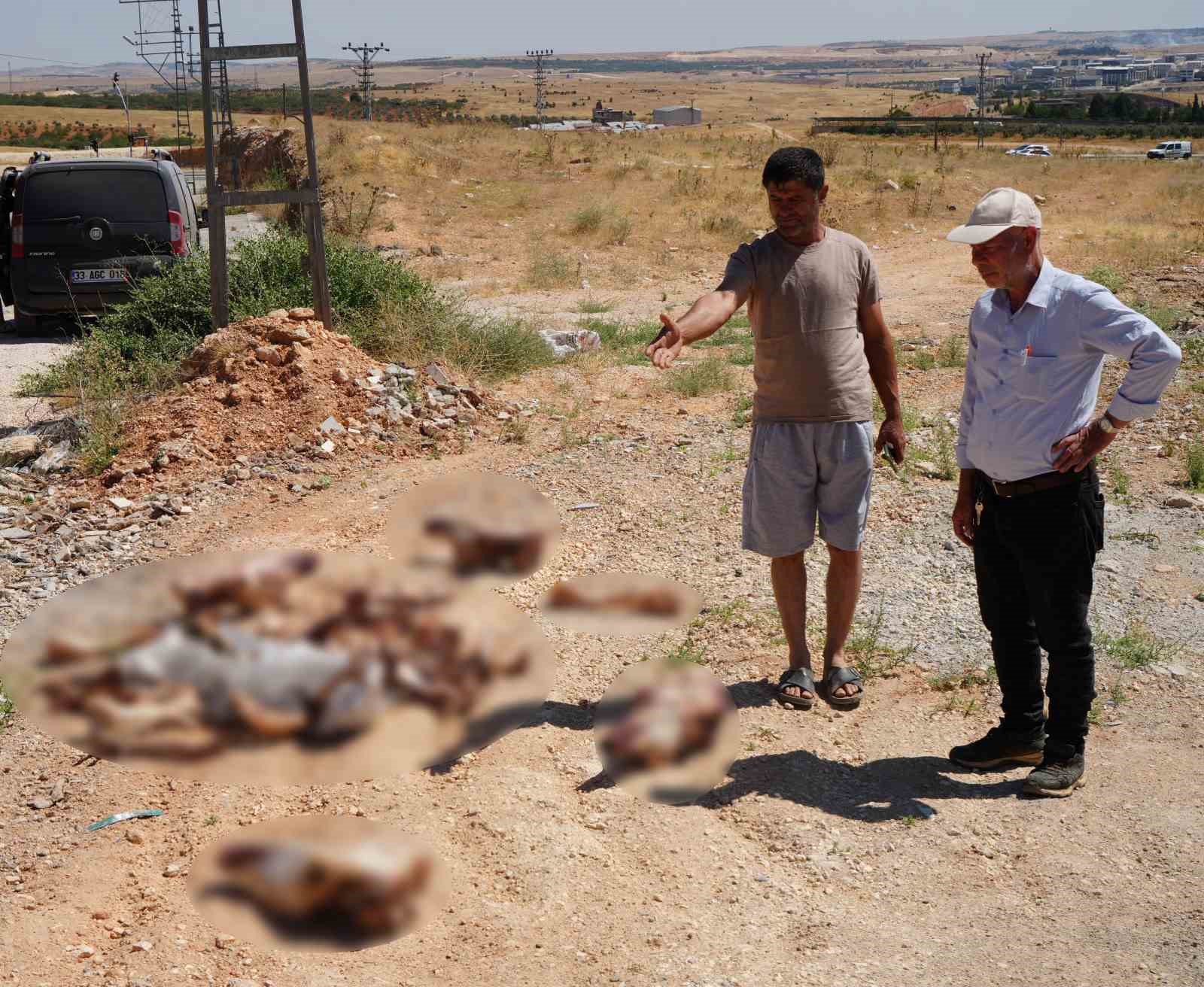 gaziantep-te-yol-kenarina-birakilan-at-kafatasi-ve-kemikleri-hayrete-dusurdu
