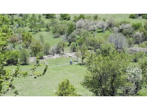 Ankara’da ‘Ayı Saldırısı, Bir Kadını Öldürdü’ İddiası