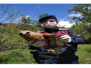 Yaralı Şahin’e Jandarma Sahip Çıktı