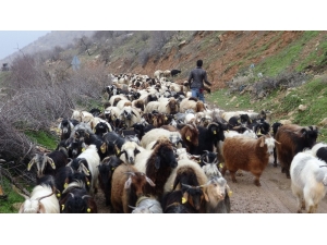 Gercüş’te Kurtlar Keçi Sürüsüne Saldırdı