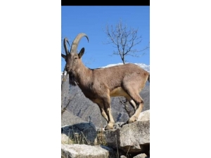 Yüksekova’da Dağ Keçileri Görüntülendi