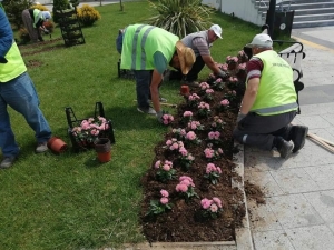 Düzce’de Bahar Çiçekleri Dikimi Devam Ediyor