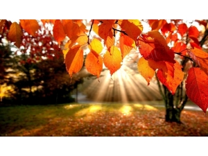 Doğu Karadeniz’de Sıcaklıklar Artıyor