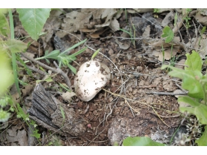 Geçimlerini Sağlamak İçin Dağdan Mantar Topluyorlar