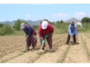 Çapa Sezonu Başladı, Tarlalar Şenlendi