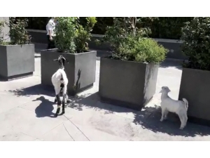 İstanbul’un Göbeğinde Keçi Ve Kuzusunu Otlattı