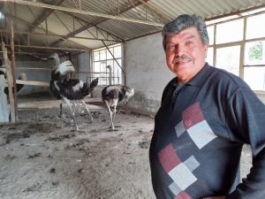 Covid-19 Deve Kuşu Yumurtası Taleplerini Artırdı