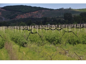 Beykoz’da Alım Garantili Tarımla Yüzler Gülecek
