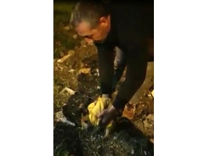 Tilki Yavrusu Arabaların Altından Kalmaktan Son Anda Kurtuldu