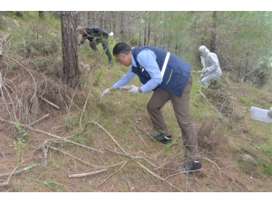 Mersin Ormanlarına 22 Bin Çam Kese Böceği Yırtıcısı Bırakıldı