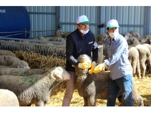 Damızlık Koç Satışları İhalesiz Yapıldı