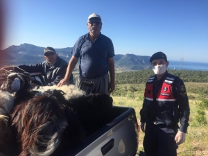 Silifke’de Kaybolan Hayvanları Jandarma Buldu