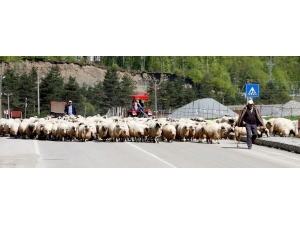 Yaylalara Göç Başladı