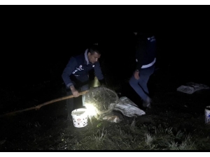 Van Gölü’nde Kaçak Balık Avcılığı