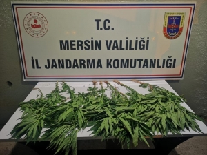 Tavuk Kümesi Etrafına Kenevir Ekmiş