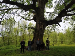 Yanan Asırlık Ağaç İçin Belediye Harekete Geçti
