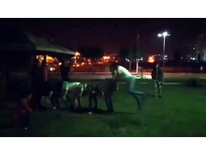 Sosyal Mesafeyi ‘Uzun Eşekle’ Hiçe Saydılar