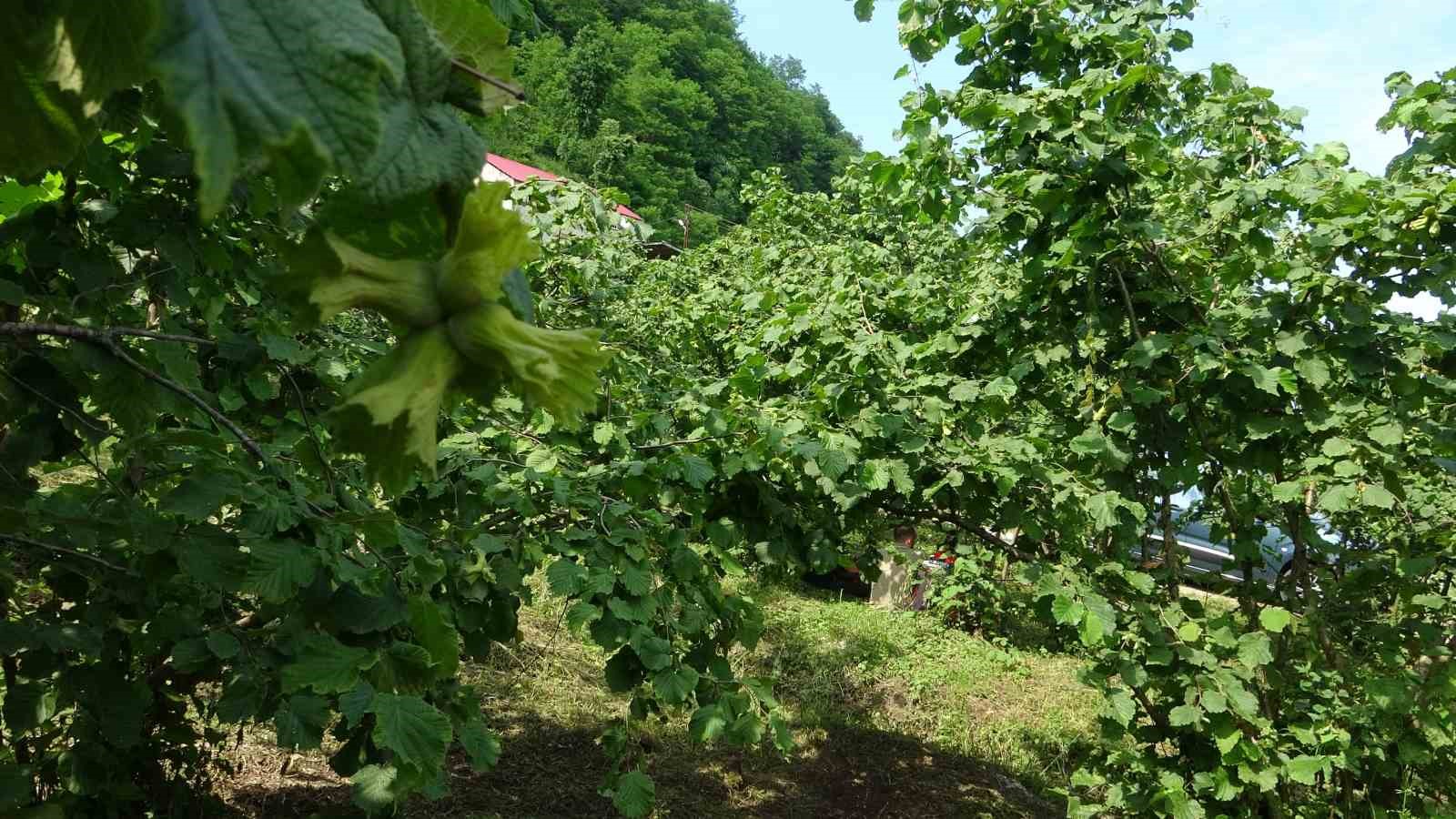 giresun-da-kahverengi-kokarcaya-karsi-samuray-arilari-dogaya-salindi
