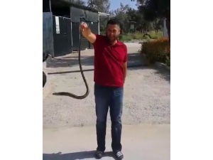 Bahçesine Giren Yılanı Eliyle Yakaladı