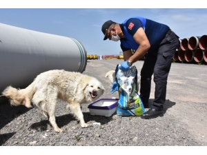 İnönü Belediyesi Sokak Hayvanlarına Sahip Çıkıyor
