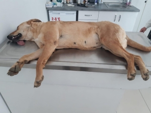 Alanya’da 2’si Yavru 4 Sokak Köpeği Zehirlenerek Telef Edildi