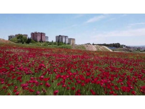 Gelinciklerin Muhteşem Manzarası