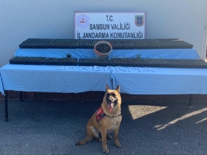 Evi Uyuşturucu Tarlasına Çevirdi