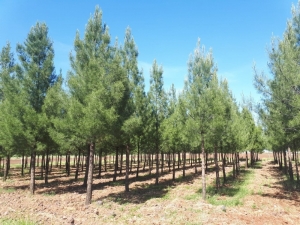Viranşehir’de Piknik Alanları Temizlendi