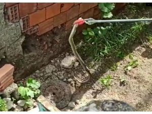 Yalvaç İtfaiyesinden Yılan Operasyonu