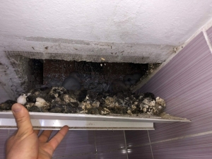 Esrarengiz Sesin Kaynağı Baykuş Çıktı