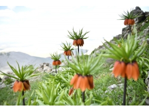 Elbistan’ın ‘Ağlayan Gelinleri’