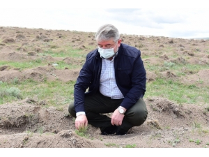 Guinness Ormanı’na Dikilen Fidanlar Büyüyor