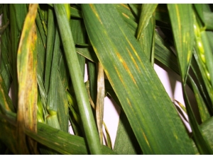 Samsun’da Çiftçiye ‘Sarı Pas’ Uyarısı