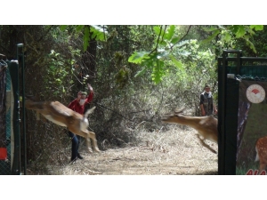 Antalya’da 15 Erkek Alageyik Doğaya Bırakıldı