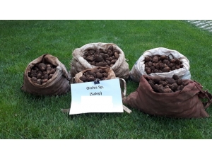 Kaçak Salep Soğanı Toplayan 5 Kişiye 368 Bin Tl Ceza Kesildi