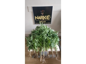 Bahçeden Kenevir, Evden Esrar Çıktı