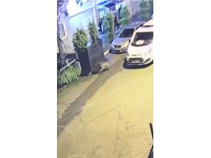 Ayılar Artvin’i Mesken Tuttu