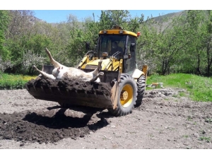 Şüpheli Bir Şekilde Telef Olan İnek İlaçlanarak Gömüldü