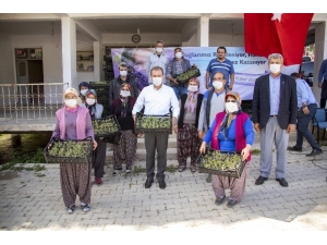 Başkan Seçer, Silifke’de Üreticilere Lavanta Fidesi Dağıttı